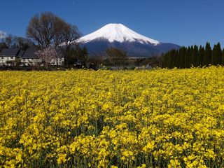 菜の花 4月下旬〜5月上旬