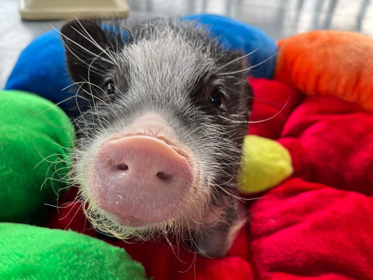 看板ブタのロザリーちゃん