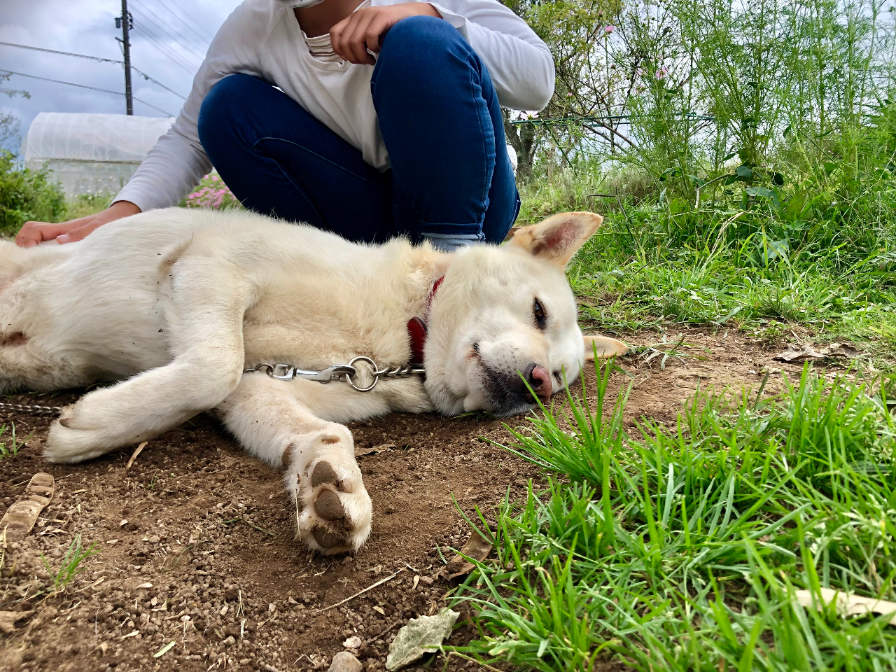 H́AuVӂ̗vŔEƋY邽A~nU