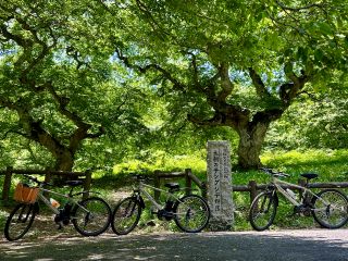 世界にここだけしかない「テングシデ群落」幹や枝がクネクネと曲がった不思議な巨木たち。様々なテング伝説や言い伝えが残るパワースポットを専属ガイドがご案内いたします