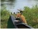 どんな動物が出てくるかは動物次第