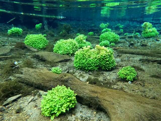 川の途中にある 鏡の間では 水中にあるクレソンが とても綺麗
