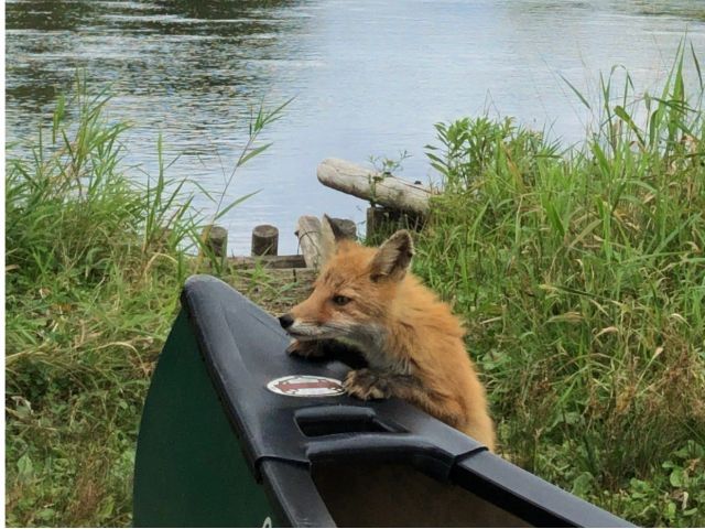 どんな動物が出てくるかは動物次第
