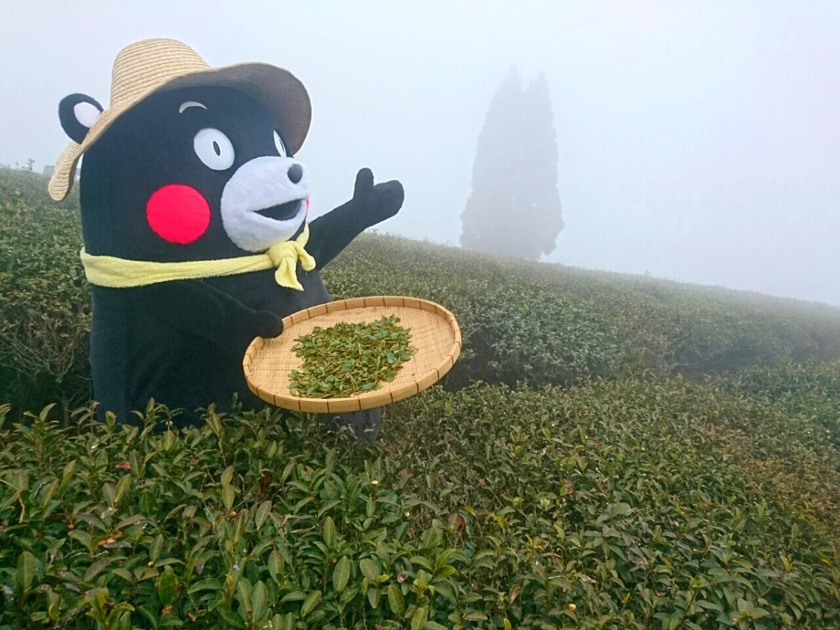 和紅茶つくり体験