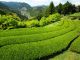 茶畑