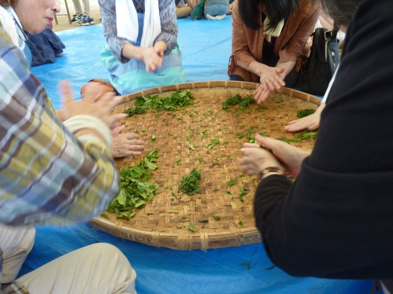 和紅茶つくり体験