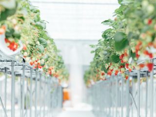 最大5品種のいちごを40分間食べ比べ&食べ放題♪