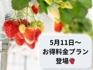 最大5品種のいちごを40分間食べ比べ&食べ放題♪