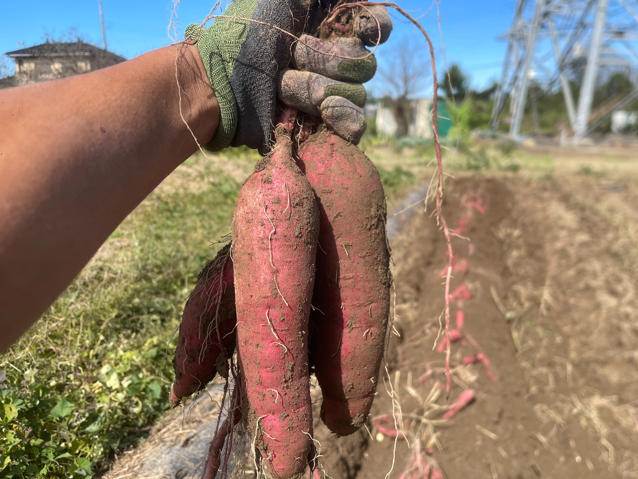 ����ȃT�c�}�C�����S���S���łĂ��܂��I