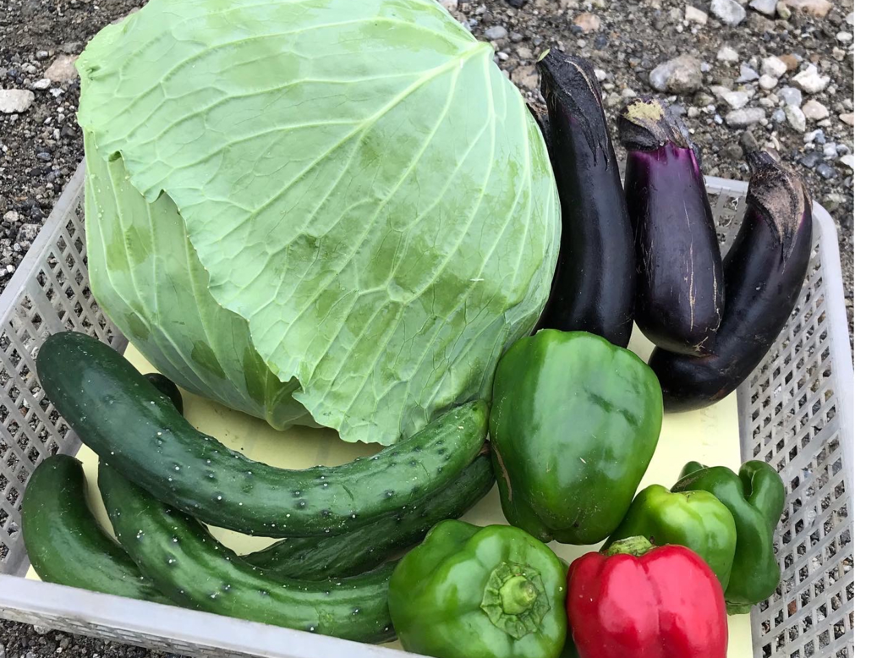 ���T1�I�K�i�O��؂̃v���[���g�t���I�i���̓��ɂ���Ė�؂̎�ނ͕ς��܂��j