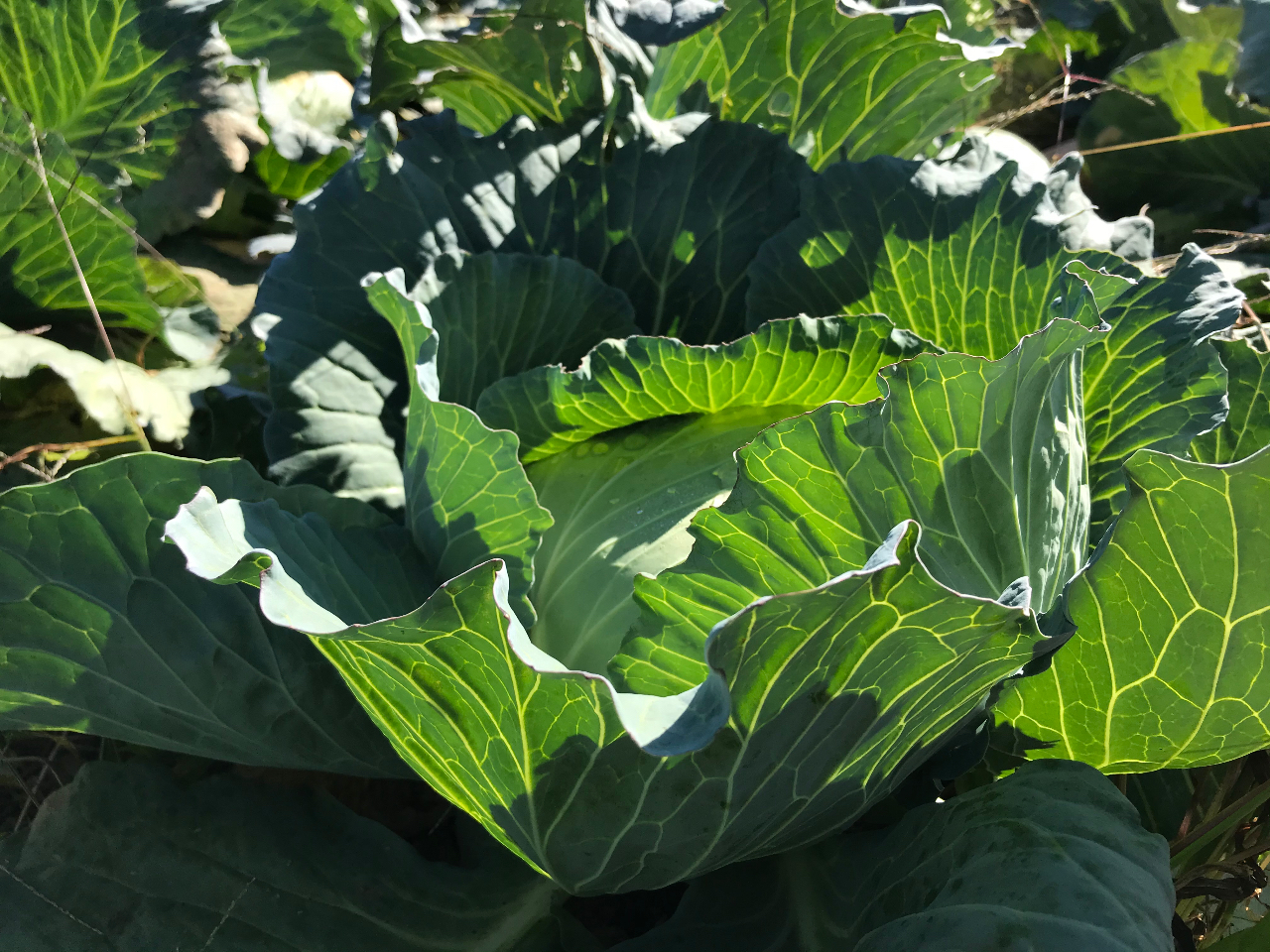 ���T2�I��؂̎��n�̌����ł��܂��I�i���̓L���x�c�ƃl�M�j