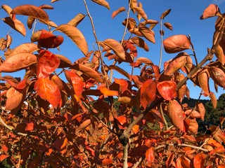 11{납AgtꏏɊy߂܂B