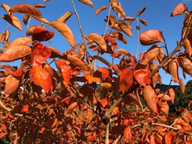 11月中旬ごろから、紅葉狩りも一緒に楽しめます。