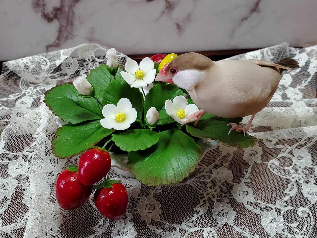 お教室の看板文鳥【うぶ助】がついばんでいるのは粘土で作ったお花です。初心者の方は勿論、お子様でも作れるようになっています。