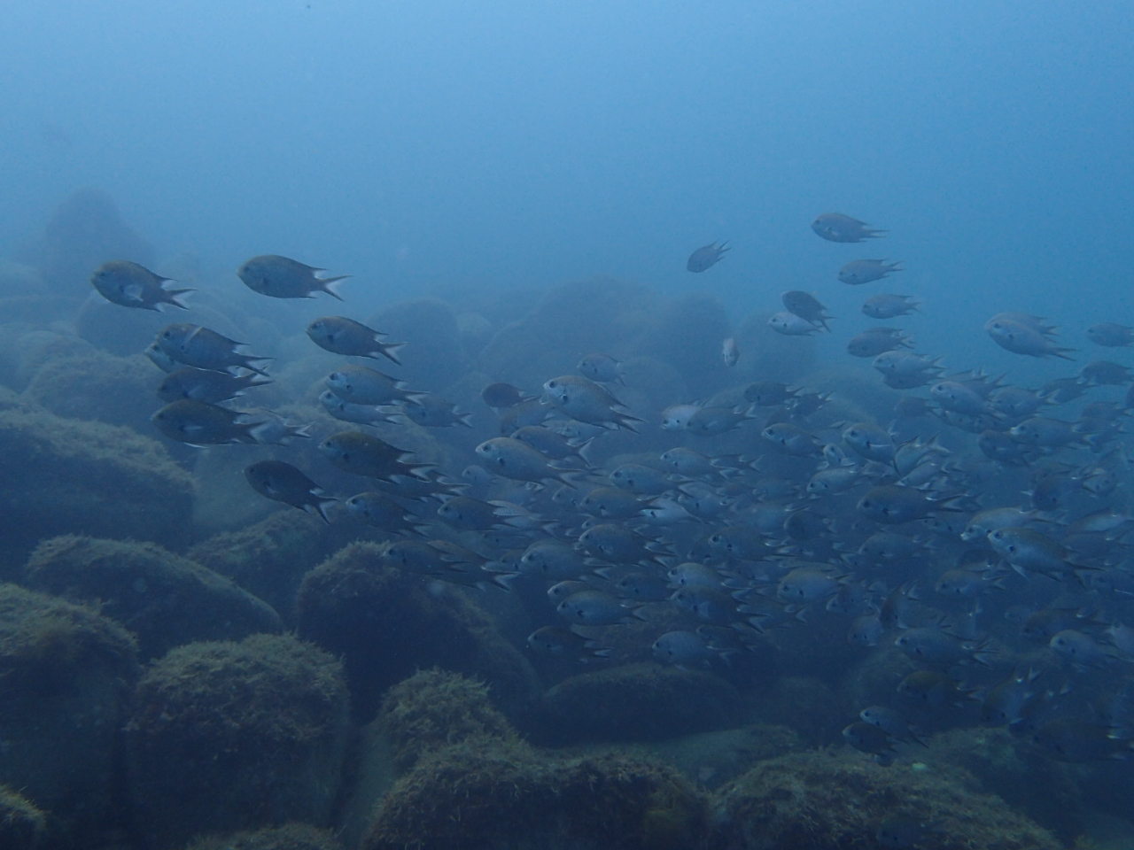 ڂ̑O؂ǍQɏo邩HI