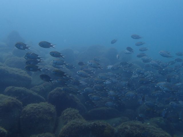 目の前を横切る、魚の群れに出会えるかも?!