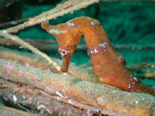 タツノオトシゴが!