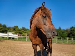 〜どなん〜与那国島 北牧場生まれ 牡馬 繊細でちょっぴり恥ずかしがり屋さん。 子どもにも優しく、とっても賢いどなんのこれからに期待!