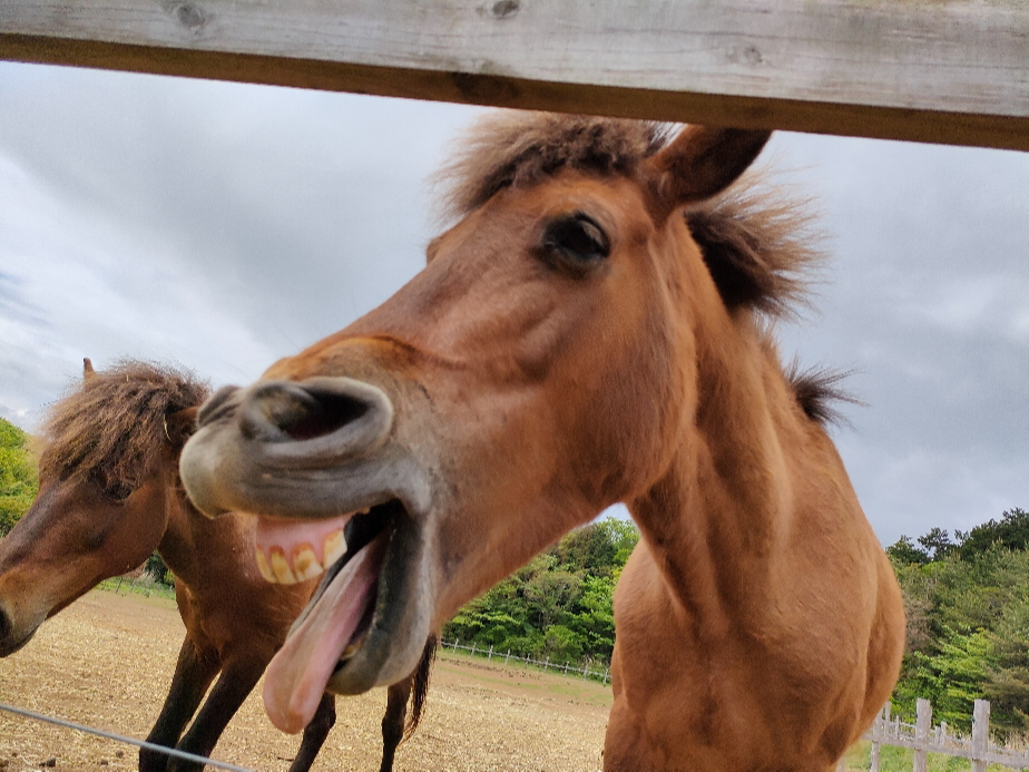 `N`^ߍ iOjE}ӂꂠLꐶ܂ Zn lAnƂ茢H()erԑgHorse Eye`ƃE}`ŏЉ܂I