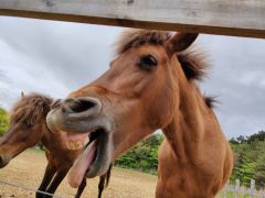 〜リク〜与那国島 元ヨナグニウマふれあい広場生まれ セン馬 人懐っこく、馬というより犬?(笑)テレビ番組Horse Eye〜きっとウマくいく〜で紹介されました!