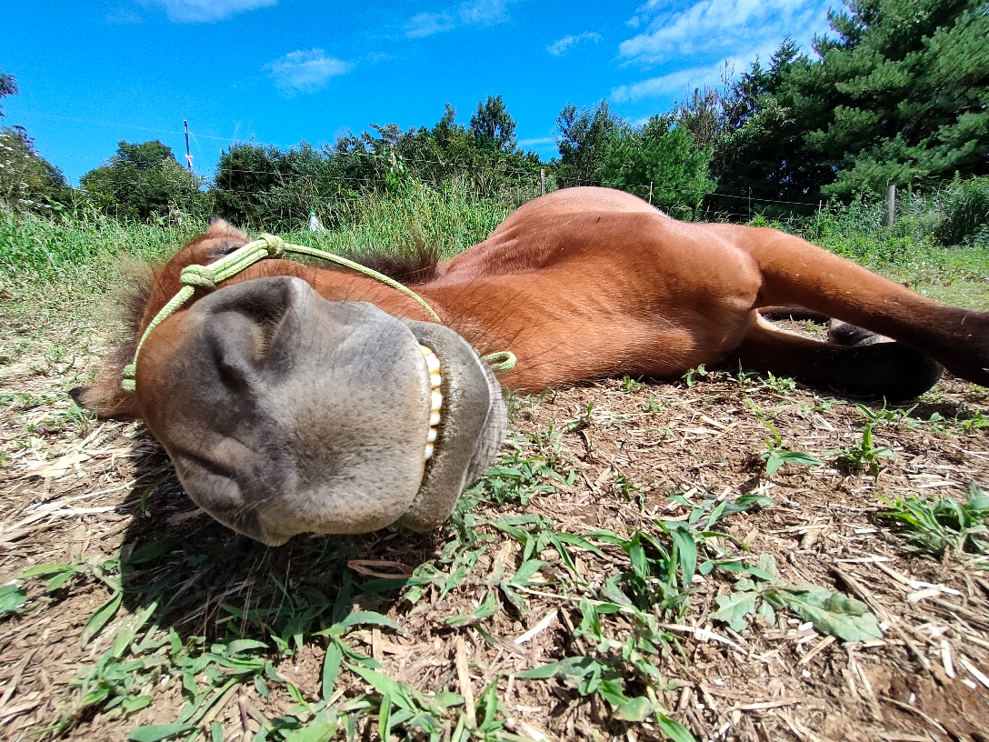 `i[`Zn ܍L1ԔN̒j̎qB̗cȂ̎cɔāAC̋͂ȂȂIyB̔wāAXFX׋