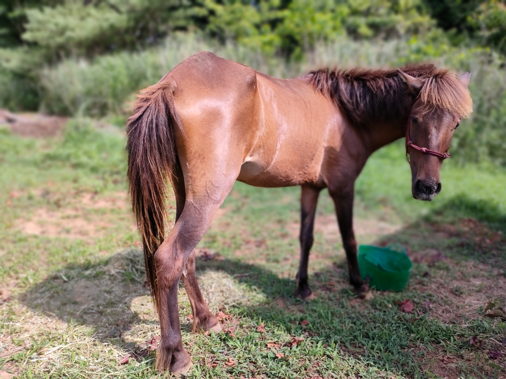 〜びゅう〜牝馬 とっても穏やかで優しい女の子です。動きの全てがおっとりして可愛い♪紅一点その美貌で、男子たちの視線を釘付けにしています!