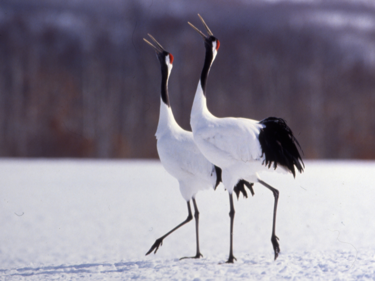 【9名様まで】丹頂鶴と釧路湿原 2時間コース