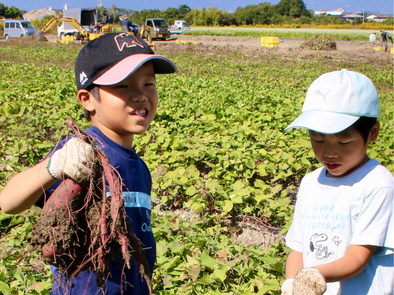 テレビ出演多数、SNSで話題の芋カフェが運営する芋畑!1日500名以上の予約が殺到!スタッフも常駐するので、お子様が複数いても安心。手ぶらでも大丈夫!
