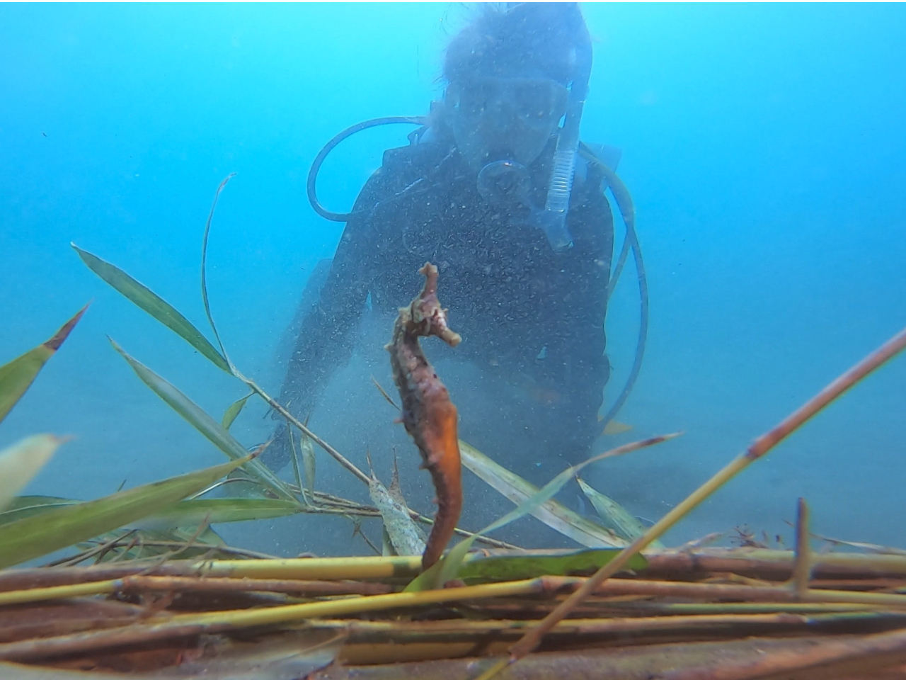タツノオトシゴ観察