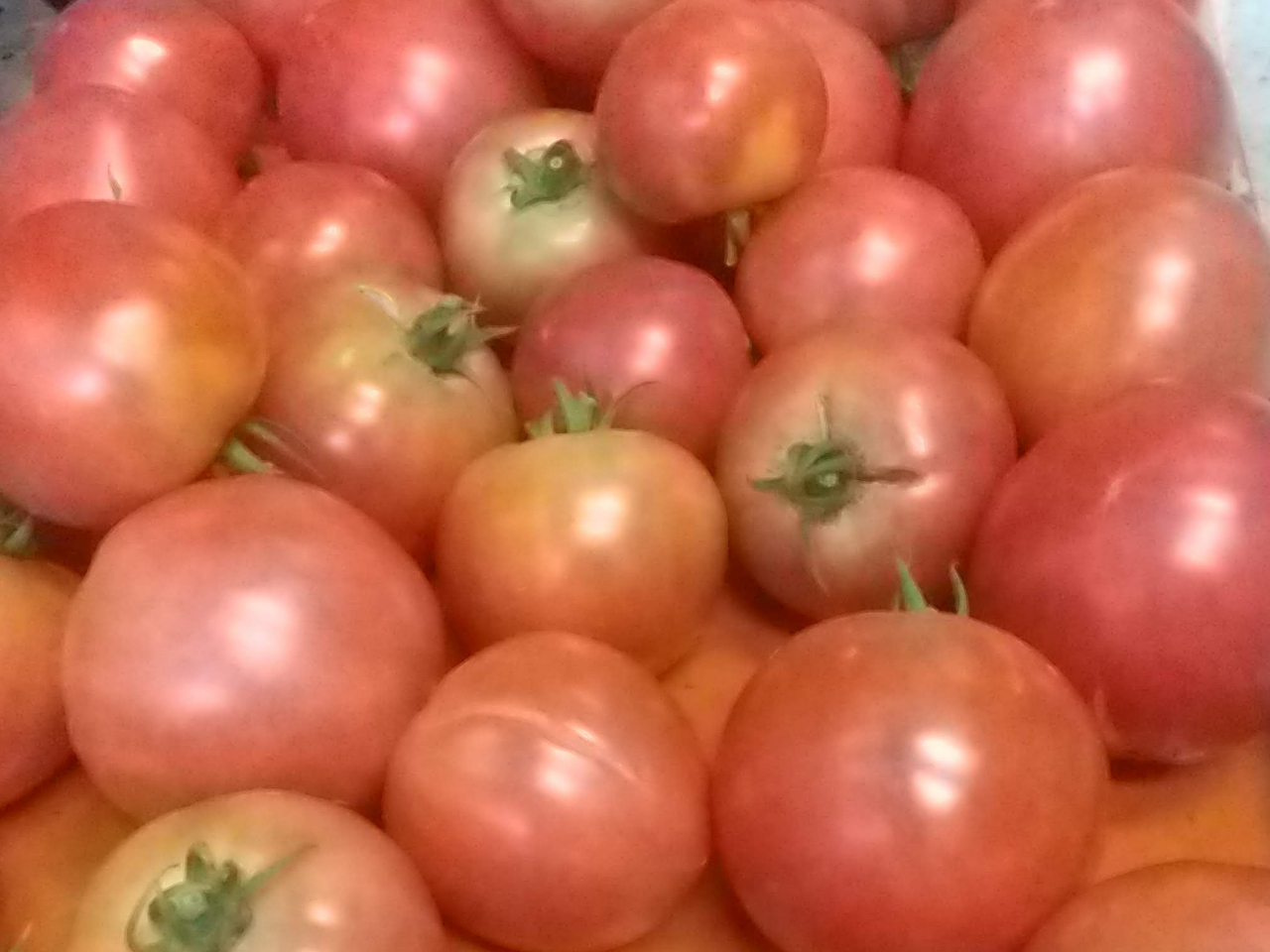 �g�}�g�ł��B