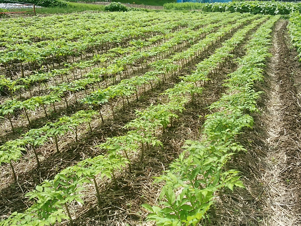 ����ɂႭ��