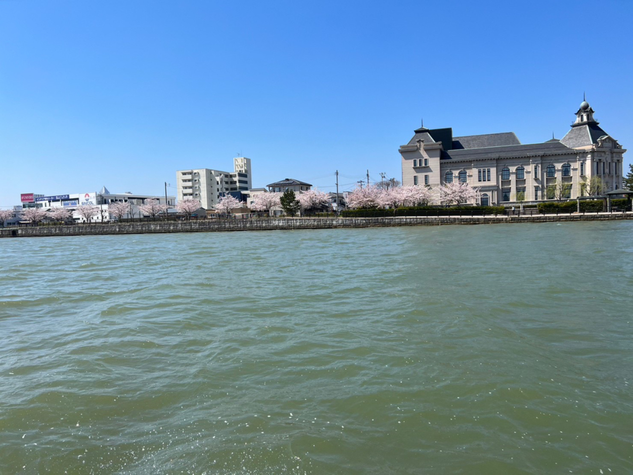 信濃川からの桜並木