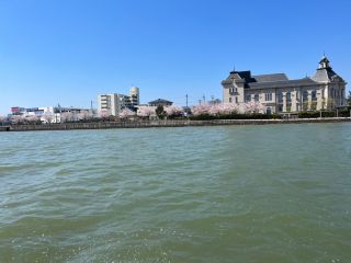 信濃川からの桜並木