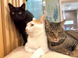 こんにちは!保護ネコカフェ にゃんプチーノです♪