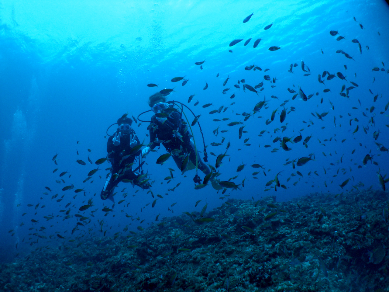 魚たちに包まれる感動