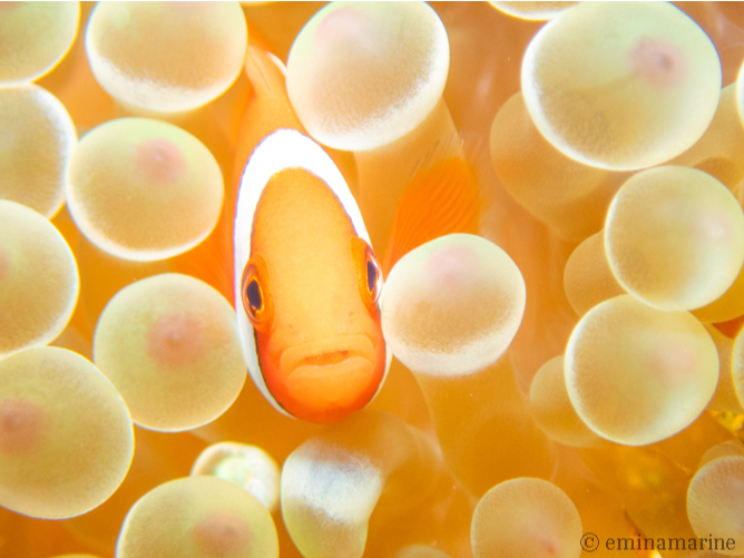 n}N}m~EEEȉ\ԋ߂Ō