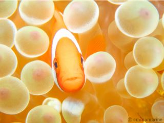 ハマクマノミ・・・こんな可愛い表情が間近で見られる