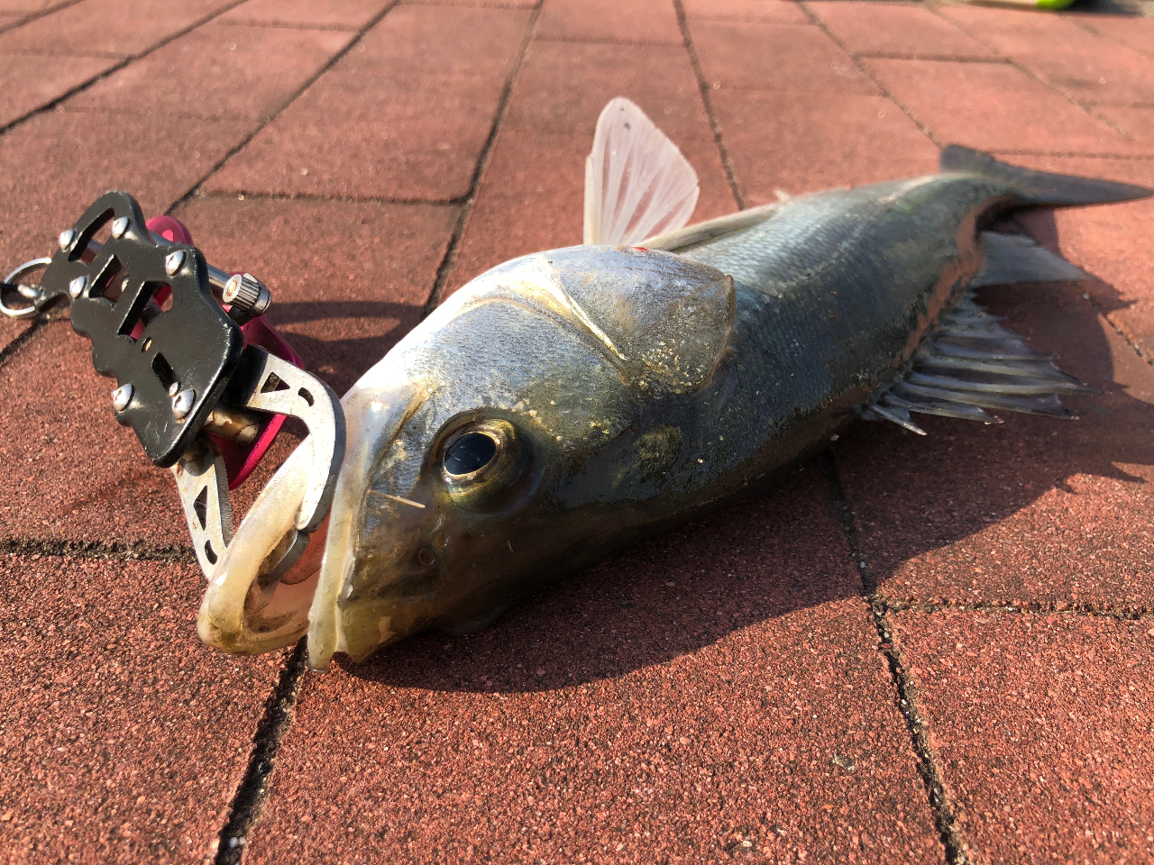 豊洲×釣り体験♪♪】＜ルアー釣りコース＞手ぶらでOK！豊洲公園で釣り