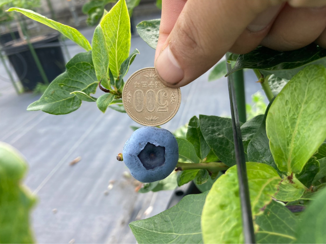 500~ʂƓ炢̑傫ȃu[x[