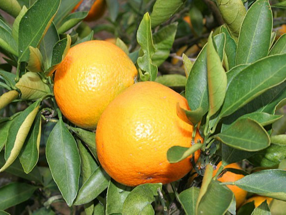 甘みと酸味のバランスのとれた昔ながらの懐かしい味! と評判です。