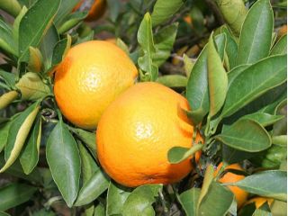 甘みと酸味のバランスのとれた昔ながらの懐かしい味! と評判です。