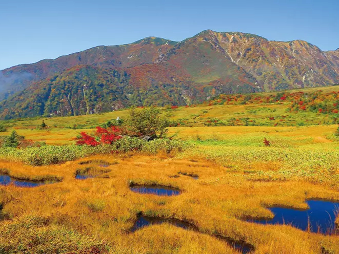 ɂ͗RA􂩂̐炩Ȑ񂾔iLĂ܂