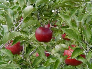 深紅の紅玉です。加工用のイメージをお持ちの方も多いかと思いますが、生食は絶品です!ぜひ、ご体感ください!