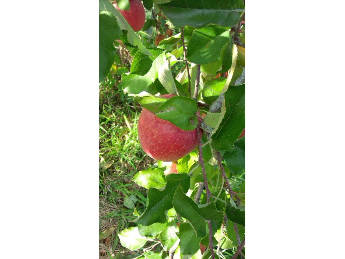 りんごの王様「サンふじ」です。果汁が多くほど良い酸味と甘みのハーモニーをお楽しみください!