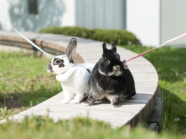 うさぎカフェ30分 選べるワンドリンク付き 可愛いうさぎさんと触れ合えます 休日 うさぎ専門店 Monlapin じゃらん遊び体験 うさぎカフェ30分 選べるワンドリンク付き 可愛いうさぎさんと触れ合えます 休日 うさぎ専門店 Monlapin じゃらん遊び体験