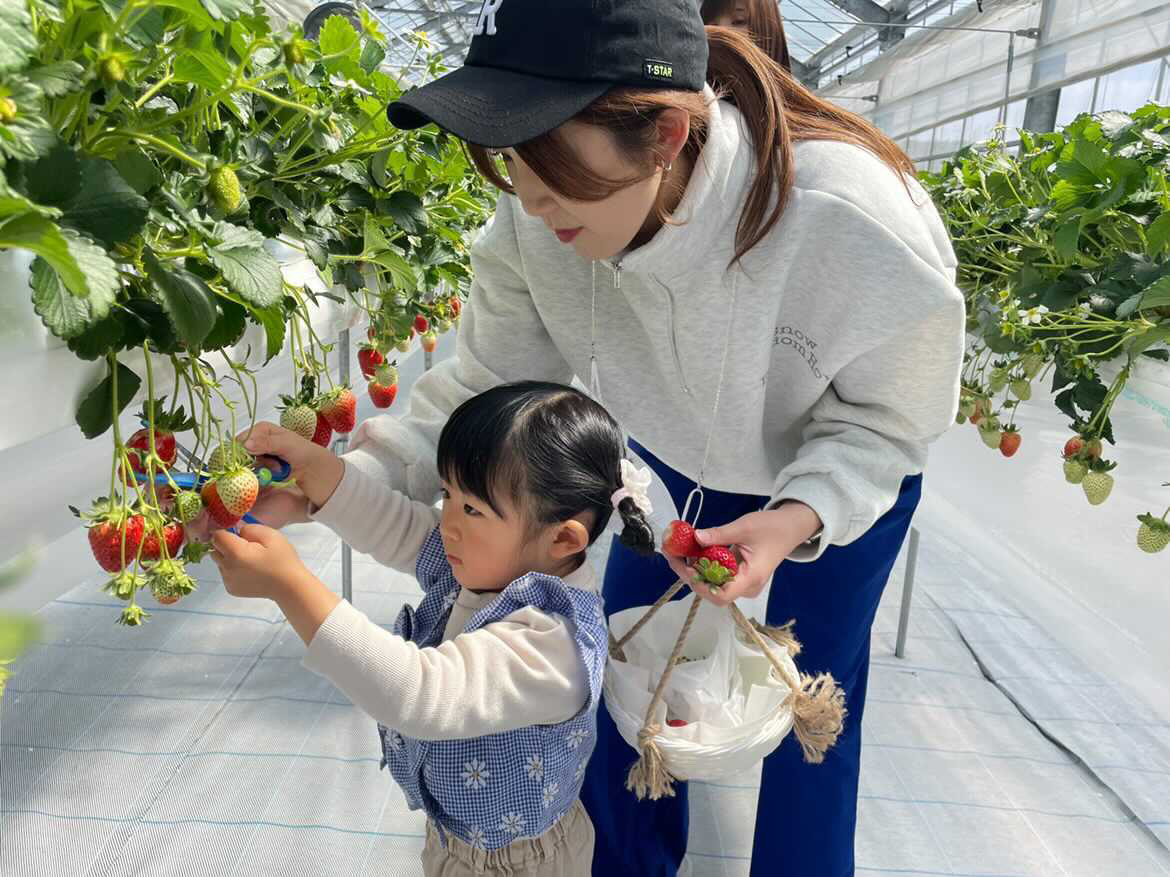 〈5/14~閉園〉下呂でいちご狩り!レーン完全開放で、5品種が30分食べ放題!!...