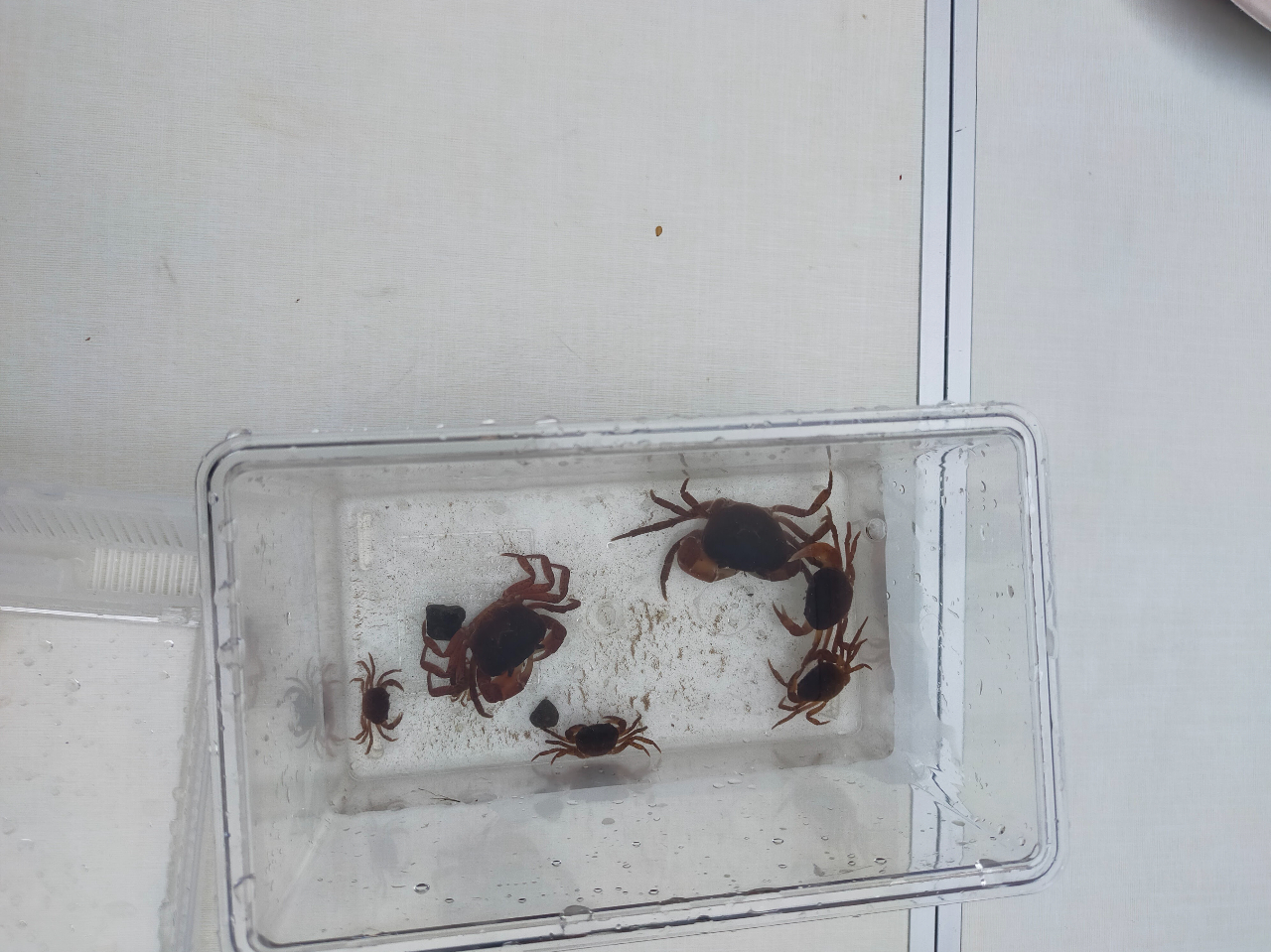 ɂ́Aʐ^̂悤ȑKj⏬jĂ܂B