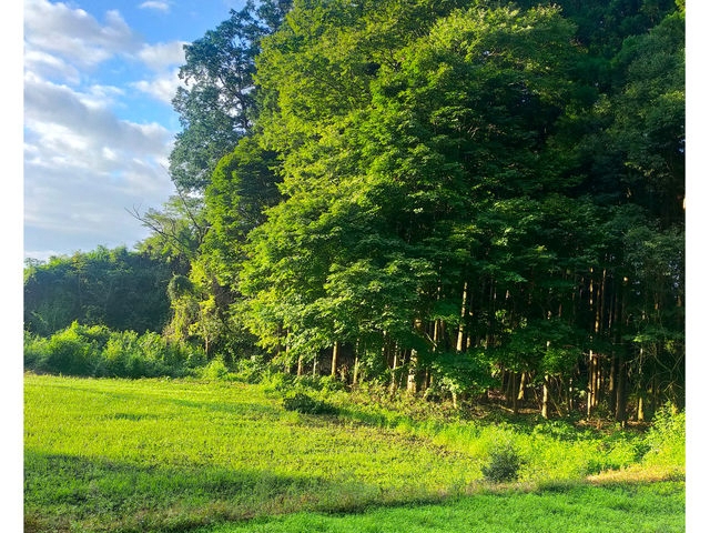 ���������V�΂̑N�₩�ȋG�߂ł��B