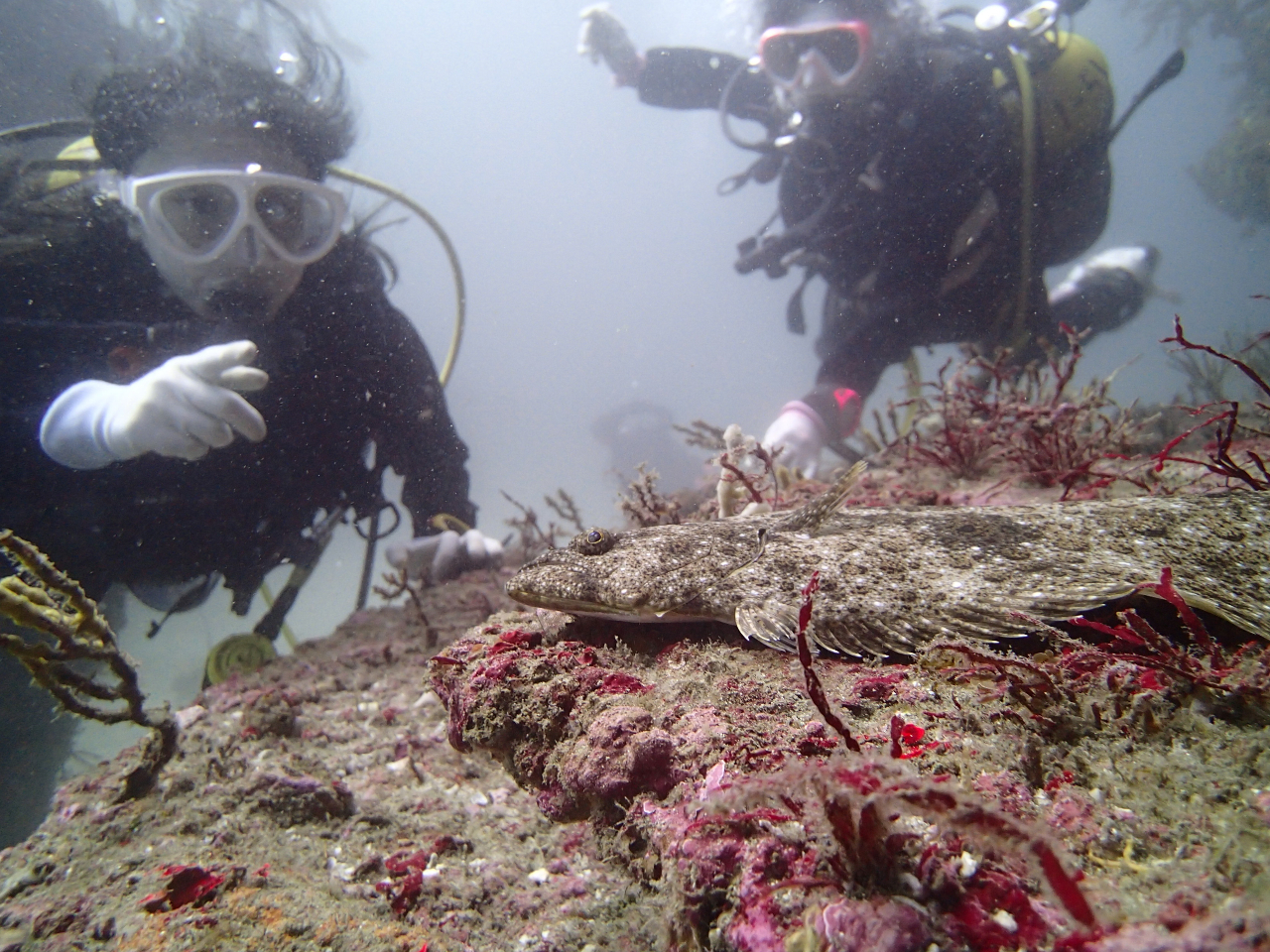 ■体験ダイビング■~初心者様向け~レンタル&サポート充実で安心★勝浦の海の世界を...