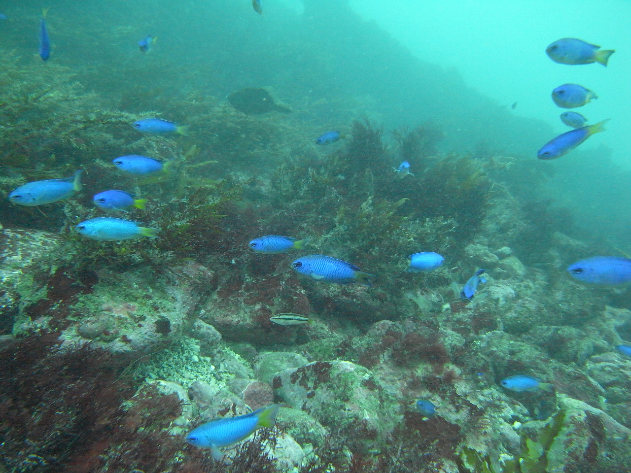 浅いエリアにもお魚沢山!